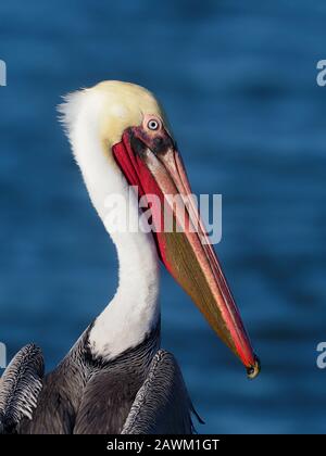 Pélican brun, Pelecanus occidentalis, tir à la tête d'oiseau unique, Baja California, Mexique, janvier 2020 Banque D'Images