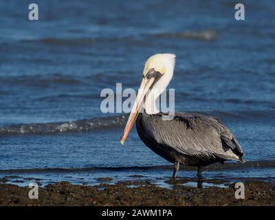 Pélican brun, Pelecanus occidentalis, oiseau unique dans l'eau, Baja California, Mexique, janvier 2020 Banque D'Images