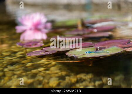 Gros plan sur le damselfly bleu assis sur l'eau au bord de la piscine naturelle, journée ensoleillée Banque D'Images