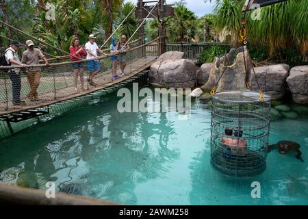 Le père et le fils font de la plongée en cage avec un crocodile du Nil au Cango Wildlife Ranch, Oudtshoorn, Western Cape, Afrique du Sud Banque D'Images
