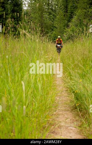 MTT 00471-00...MONTANA - Tom Kirkendall à cheval sur un sentier étroit et herbacé créé par des roues de vélo sur une route surcultivée sur le Grand vélo de montagne Divide Banque D'Images