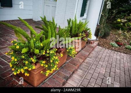 Fougère d'asperges de venger dans des planteuses En Terre Cuite, jardins botaniques Marie selby, Sarasota, Floride, fern d'asperges, Petunia jaune Banque D'Images