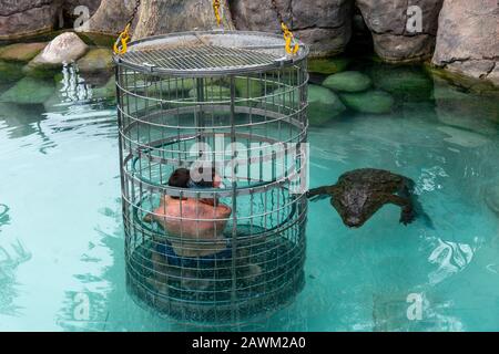 Le père et le fils font de la plongée en cage avec un crocodile du Nil au Cango Wildlife Ranch, Oudtshoorn, Western Cape, Afrique du Sud Banque D'Images