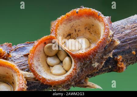 Le Champignon le plus Nest d'oiseaux communs (Crucibulum laeve) fruite des corps avec des péridioles en forme d'oeuf à l'intérieur du 'nid'. Banque D'Images