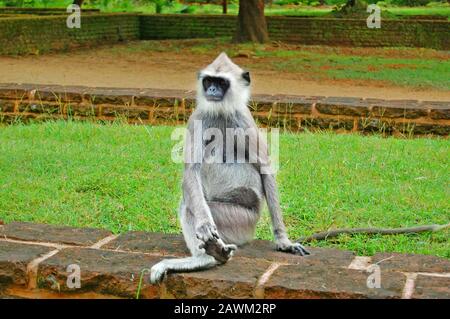 Langur gris tufté au Sri lanka Banque D'Images