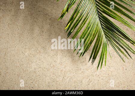 Palmiers du Palm dimanche sur le fond de sable Banque D'Images