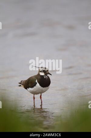 Lapwing, Vanellus vanellus, adulte unique debout dans l'eau au bord du loch. Lochindorb, The Highlands, Écosse, Royaume-Uni. Banque D'Images