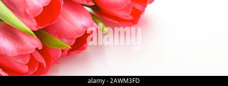 Bouquet de tulipes roses fraîches sur fond blanc, isolé Banque D'Images
