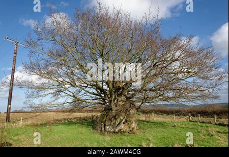 Le Vieux Chêne Électrique, Wickwar. On pense qu'il y a 800 ans de Pedunculate (anglais) Oak Tree - Quercus robur Banque D'Images