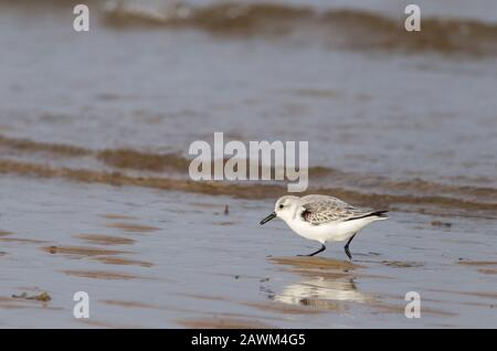 Sanderling,Calidris alba, alimentation adulte unique le long du rivage, Norfolk, Royaume-Uni. Banque D'Images