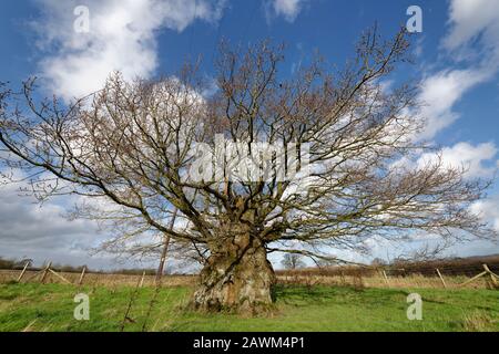 Le Vieux Chêne Électrique, Wickwar. On pense qu'il y a 800 ans de Pedunculate (anglais) Oak Tree - Quercus robur Banque D'Images