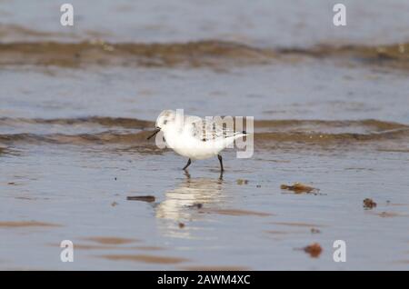 Sanderling, Calidris alba, adulte unique marchant le long du littoral, Norfolk, Royaume-Uni. Banque D'Images