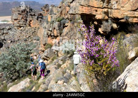 Fleurs sauvages et randonneurs dans le Cederberg Banque D'Images