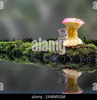 Réflexion de la souris de récolte (Micromys minutus) Banque D'Images