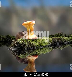 Réflexion de la souris de récolte (Micromys minutus) Banque D'Images