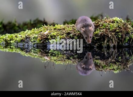 Réflexion de la souris de récolte (Micromys minutus) Banque D'Images