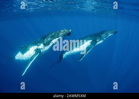 Humpback Whales, Megaptera Novaeangliae, Moorea, Polynésie Française Banque D'Images