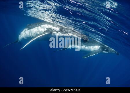 Humpback Whales, Megaptera Novaeangliae, Moorea, Polynésie Française Banque D'Images