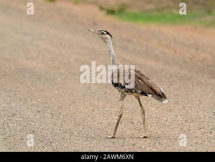 Buzard australien (Ardeotis australis) adulte marchant sur une piste de gravier, Queensland, Australie Banque D'Images