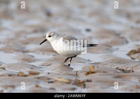 Sanderling, Calidris alba, une seule personne adulte marchant sur la plage, Norfolk, Royaume-Uni. Banque D'Images