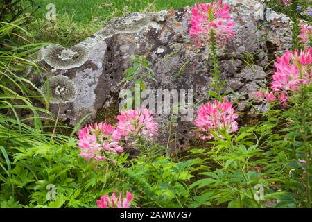 Bordure avec grand rocher couvert de lichen et Cleome « Rose Queen » - fleurs d'araignée dans le jardin de campagne de cour avant en été Banque D'Images