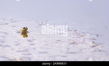 Une grenouille commune masculine solitaire flottant sur la surface de l'eau. Banque D'Images