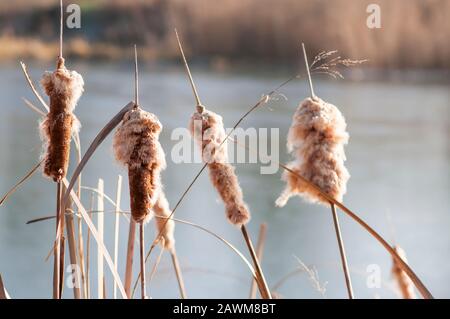 Moindre ruée vers le bas, queue de la feuille étroite, moindre réedmace (Typha angustifolia) Banque D'Images