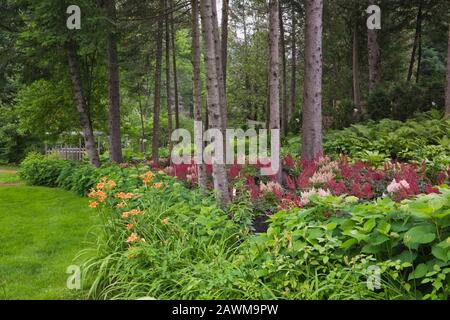 Bordure plantée avec des arbustes orange Hemerocallis, rouge bordeaux Astilbe X arendsii 'Burgunderrot' et Hydrangea arborescens 'Annabelle' dans la cour avant Banque D'Images