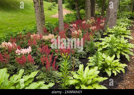 Bordure plantée de plantes Hosta et de fleurs d'Astilbe X arendsii 'Burgunderrot' bordeaux en été dans le jardin de campagne de la cour avant. Banque D'Images