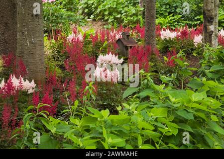 Bordure plantée de Pinus - pins, d'Hydrangea arborescens arbustes «Annabelle» et d'Astilbe X arendsii «Burgunderrot» rouge bordeaux dans la cour avant Banque D'Images