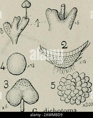 Flore analytique et descriptif des hépatiques de France et des contre-marins . G. dichototna Banque D'Images