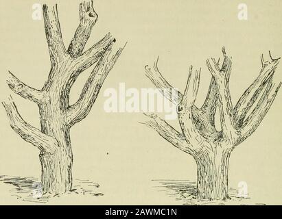 Les fruits de Californie et comment les cultiver; un manuel de méthodes qui ont donné le plus grand succès, avec les listes de variétés mieux adaptées aux différents quartiers de l'État . Formes de tête résultant de la découpe. Arbre de pomme de douze ans dans le jardin des écrivains de Berkeley, montrant des formes de ressulation de tête de la coupe pour un espacement plus grand et moins grand des branches principales à planter. 24 FRUITS DE CALIFORNIE: COMMENT CULTIVER LE M. Banque D'Images