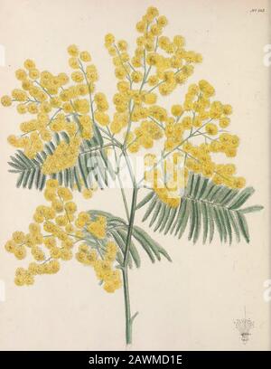 L'armoire florale et le magazine de botanique exotique . de sa beauté pour l'alpinisme. On pense aussi qu'il s'agit de la floweringCytisus mentionnée par Virgile: Florentem cytisum sequitur laciva capella.—Vibg. Eel. II. 1. 64. Ses jeunes branches sont souvent données comme fourrage, et sont parfois usedau lieu de houblon pour la brasserie. On dit aussi que l'écorce est utile pour le tanningcuir; et la fibre capable d'être fabriquée en tissu. Les graines de Cytisus Laburnum sont toxiques, et de graves conséquences ont été véturées à la fois dans ce pays et en France, des enfants qui avalent les graines de flowersor. Le del Banque D'Images