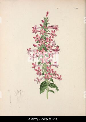 L'armoire florale et le magazine de botanique exotique . amère et astingentapropriétés, en conséquence de laquelle il a été reçu dans la liste des medicinalplants. Les étamines de ce genre méritent aussi l'attention de la théirexcaitabilité. S'ils sont touchés à l'intérieur avec une aiguille, ou toute autre substance dure, ils se courbent à la stigmatisation, mais se récupèrent s'ils restent au repos pendant un certain temps, quand ils peuvent être excités de nouveau de la même manière. Le meilleur moment pour effectuer cette expérience est une belle journée ensoleillée. Cette propriété particulière est détruite par des poisons corrosifs ou narcotiques; celle fait Banque D'Images