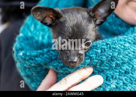 Porter un chiot, ChiPoo, Poodle - Chihuahua mélange Banque D'Images