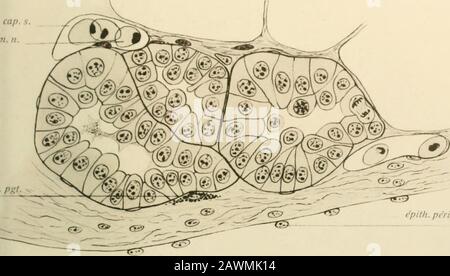 Terres de la Soci zoologique de France . TEXTURE DU PANCRIS MÉNI. S. Z. F. T. XXVI. 1913. PL IV. Fpitli. Périt. Fis. 12 épith. périt. Banque D'Images