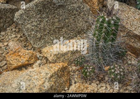 Petit groupe de plantes cactus vertes de 'copiapoa echinata' avec aiguilles jaunes. Roches jaune et orange à la lumière du jour comme arrière-plan et en premier plan Banque D'Images