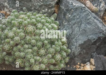 Grand groupe de cactus de thimble vert 'mmillaria gracilis' avec web de pics d'or. Tourné en lumière naturelle sur fond désert de roc gris foncé Banque D'Images