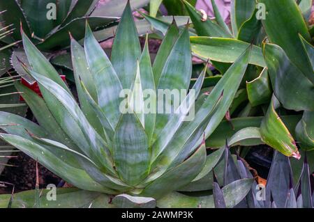 Variété de vert et violet géante agave succulents toile de fond de la plante. Prise de vue en lumière naturelle depuis le dessus et l'arrière-plan tropical Banque D'Images