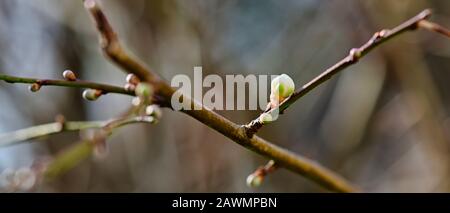 Les premières pousses d'un arbre de prune, qui peut déjà être découvert en Allemagne en hiver en raison des températures plus élevées du changement climatique. Banque D'Images