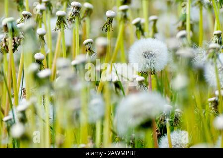 Pissenlit dans la graine (taraxacum officinale), gros plan d'une tête de graine parmi d'autres qui ont déjà eu leurs graines dispersées. Banque D'Images