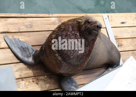 Cape Fur Seal (Arctocephalus Pusillus), Place Old Pierhead, V&A Waterfront, Cape Town, Table Bay, Western Cape Province, Afrique Du Sud Banque D'Images