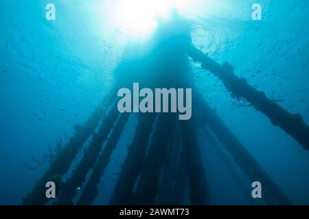 La faune et la flore sous-marine dans la mer des Caraïbes autour de Bonaire, Antilles néerlandaises. Sel Divesite Pier. Banque D'Images