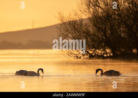 Deux cygnus whooper nageant sur un lac calme au lever du soleil, réserve naturelle nationale du Loch Leven, Écosse, Royaume-Uni. Banque D'Images