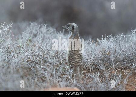 Meerkat debout à l'aube un matin froid décidant si la foule devrait être autorisée à partir des terriers. Oudtshoorn, Little Karoo, Afrique Du Sud Banque D'Images