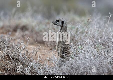 Meerkat debout à l'aube un matin froid décidant si la foule devrait être autorisée à partir des terriers. Oudtshoorn, Little Karoo, Afrique Du Sud Banque D'Images