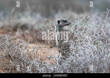 Meerkat debout à l'aube un matin froid décidant si la foule devrait être autorisée à partir des terriers. Oudtshoorn, Little Karoo, Afrique Du Sud Banque D'Images