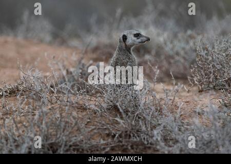 Meerkat debout à l'aube un matin froid décidant si la foule devrait être autorisée à partir des terriers. Oudtshoorn, Little Karoo, Afrique Du Sud Banque D'Images