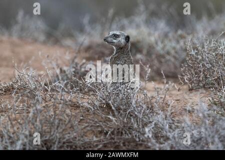 Meerkat debout à l'aube un matin froid décidant si la foule devrait être autorisée à partir des terriers. Oudtshoorn, Little Karoo, Afrique Du Sud Banque D'Images