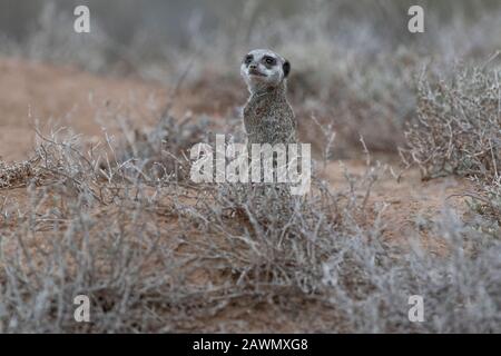 Meerkat debout à l'aube un matin froid décidant si la foule devrait être autorisée à partir des terriers. Oudtshoorn, Little Karoo, Afrique Du Sud Banque D'Images